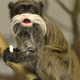 Image for article titled Why are monkeys' faces all so bizarrely different?